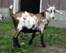 Stones Edge Shy Blue 